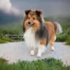 sshelties